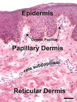 ElevatedNaturalHealth_microneedling